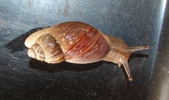 Bothriembryon brazieri