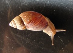 Bothriembryon brazieri