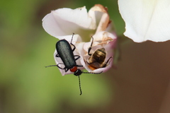 Lytta crotchii
