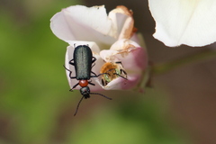 Lytta crotchii