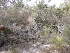 Bothriembryon brazieri