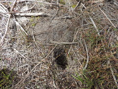 Bothriembryon brazieri