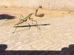 Tenodera sinensis