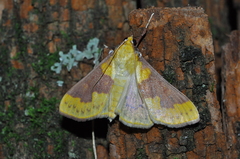 Polygrammodes ponderalis
