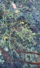 Aspalathus acuminata