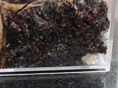 Bothriembryon brazieri