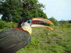 Curl-Crested Aracari photo 2