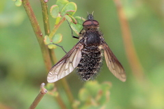 Conophorus nigripennis