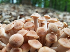 Desarmillaria caespitosa image
