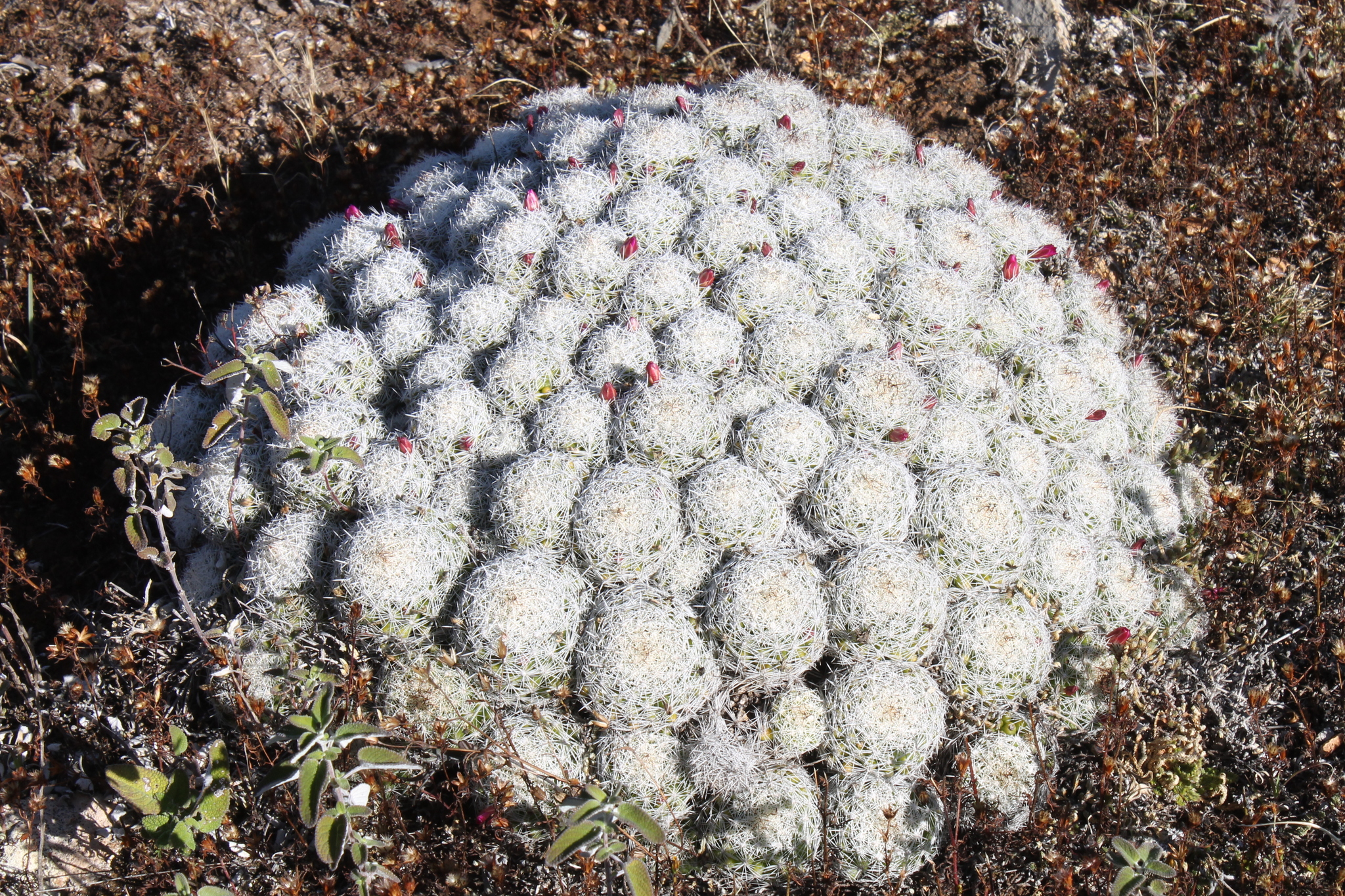 Mammillaria kraehenbuehlii