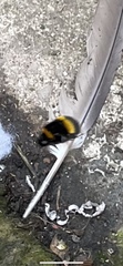 Bombus terrestris