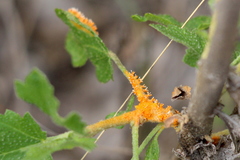 Puccinia malvacearum