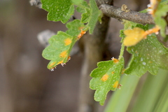 Puccinia malvacearum