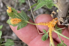 Puccinia malvacearum