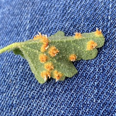 Puccinia malvacearum