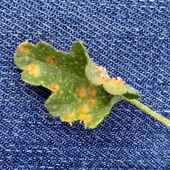 Puccinia malvacearum