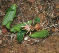 Hibiscus aethiopicus