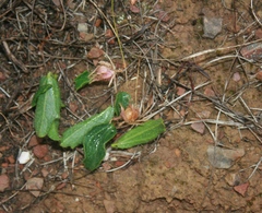 Hibiscus aethiopicus