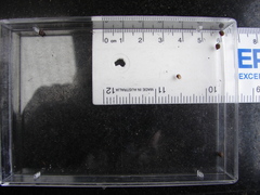 Bothriembryon brazieri