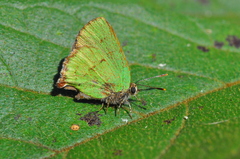 Cyanophrys remus