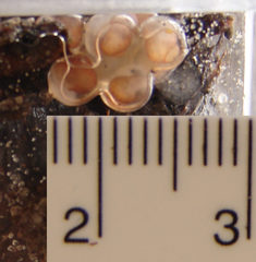 Bothriembryon brazieri