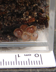 Bothriembryon brazieri