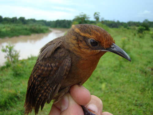 Musician Wren (Ferruginous)