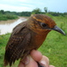 Musician Wren (Ferruginous) - Photo (c) Edson Guilherme, some rights reserved (CC BY-NC), uploaded by Edson Guilherme