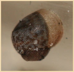 Bothriembryon brazieri