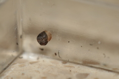 Bothriembryon brazieri