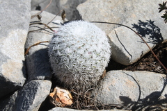 Mammillaria albilanata