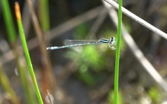 Agriocnemis nana