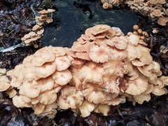 Desarmillaria caespitosa image