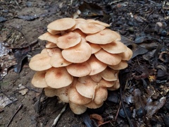 Desarmillaria caespitosa image