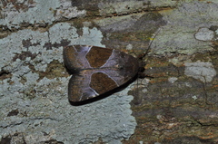 Hampsonodes mastoides