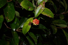 Kadsura japonica