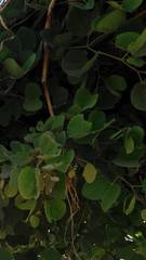 Piliostigma reticulatum