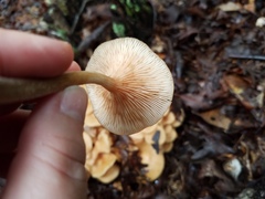 Desarmillaria caespitosa image
