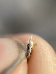 Selaginella wrightii