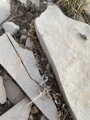 Selaginella wrightii