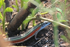 Gerrhosaurus flavigularis