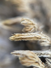 Selaginella wrightii