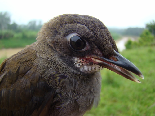 Black-faced Antthrush