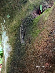 Lebeda nobilis