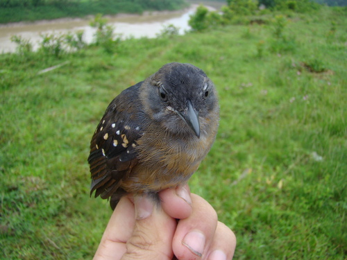 Humaita Antbird