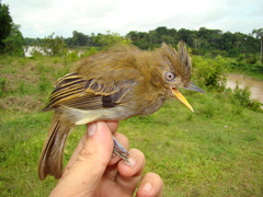 Cnipodectes subbrunneus