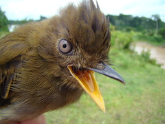 Cnipodectes subbrunneus