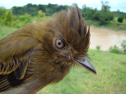 Brownish Twistwing