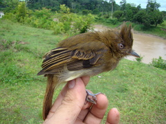 Cnipodectes subbrunneus