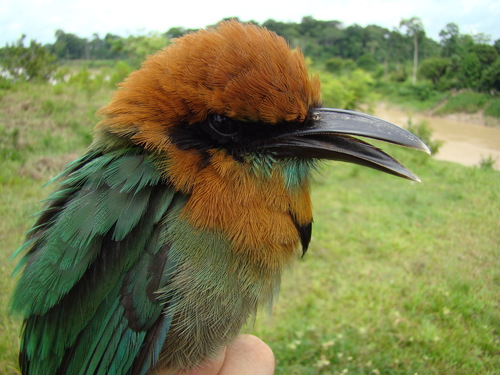 Broad-billed Motmot